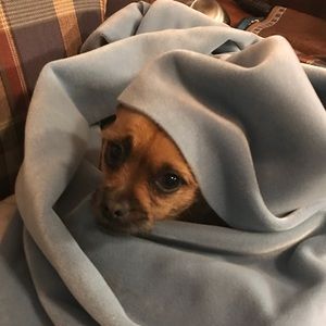 Meet your Posher, Benjamin